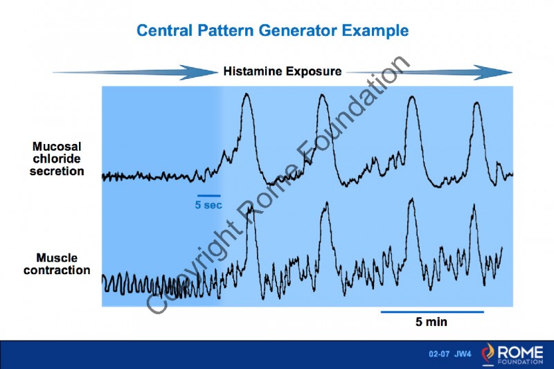 Basic Science 07 Central Pattern Generator Example Rome Online