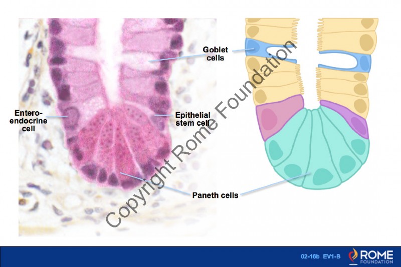 Basic Science 16b – Epithelial Cell Types Present in the Small ...