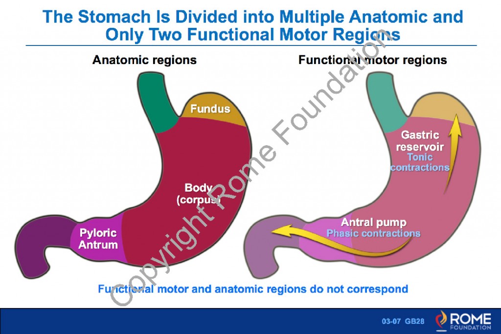 Physiology Motility 17 Schematic of VagoVagal Reflex Circuit Rome