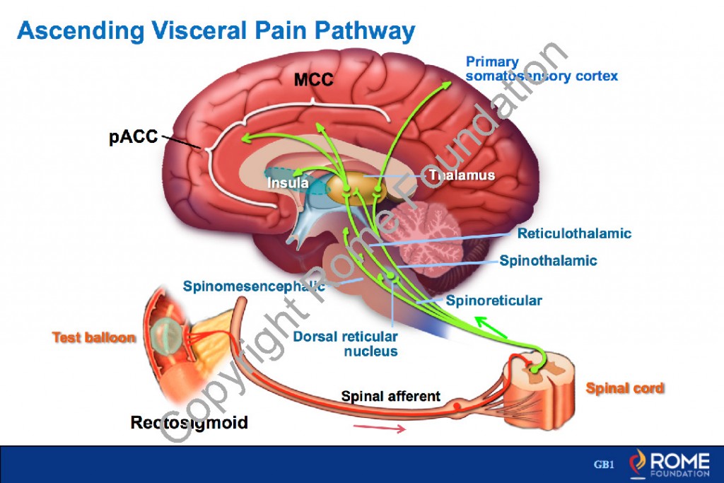 Physiology Motility 10 – The Migrating Motor Complex – Rome Online