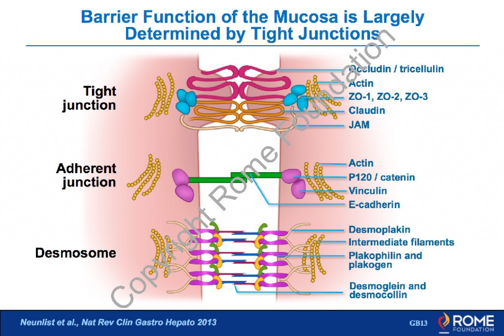 Physiology Motility 02 The Intestinal Mucosal Barrier Rome Online
