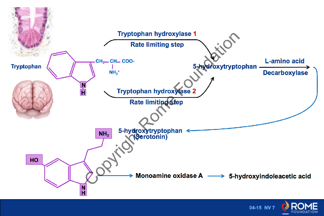 Лизил-5-гидроксилаза кофермент витамина. 5 С по Ситникову серотонин. The Serotonin Transporter (Sert). Serotonin in food.