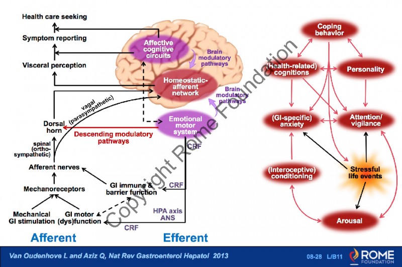 Psychosocial 28 – Schematic Diagram Illustrating The Pathways – Rome Online