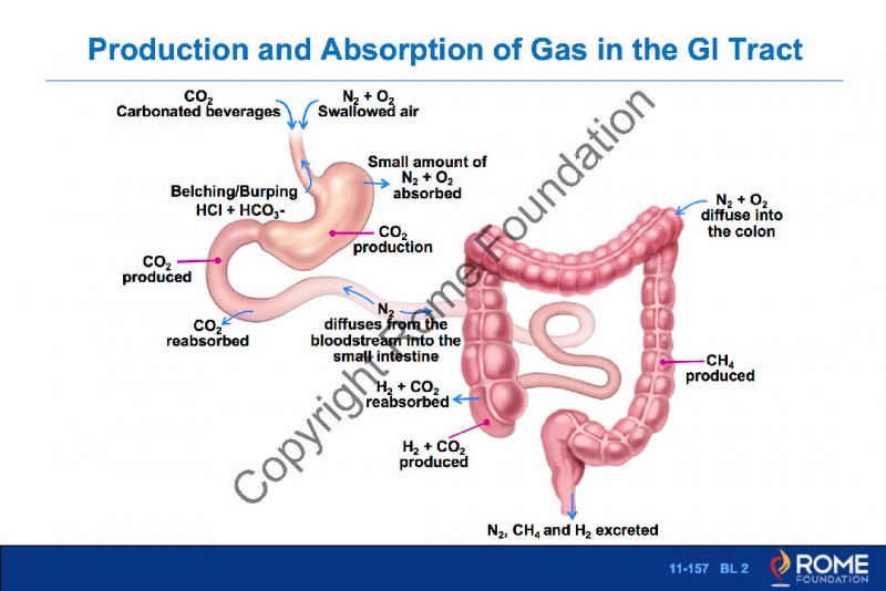 Bowel 157 Production and absorption of gas in the GI tract Rome Online