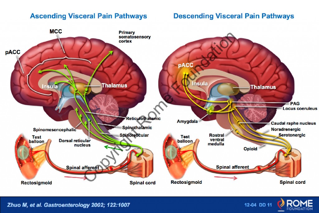 FAP CNS 06 – Symptom-Related Behaviors in CAPS – Rome Online