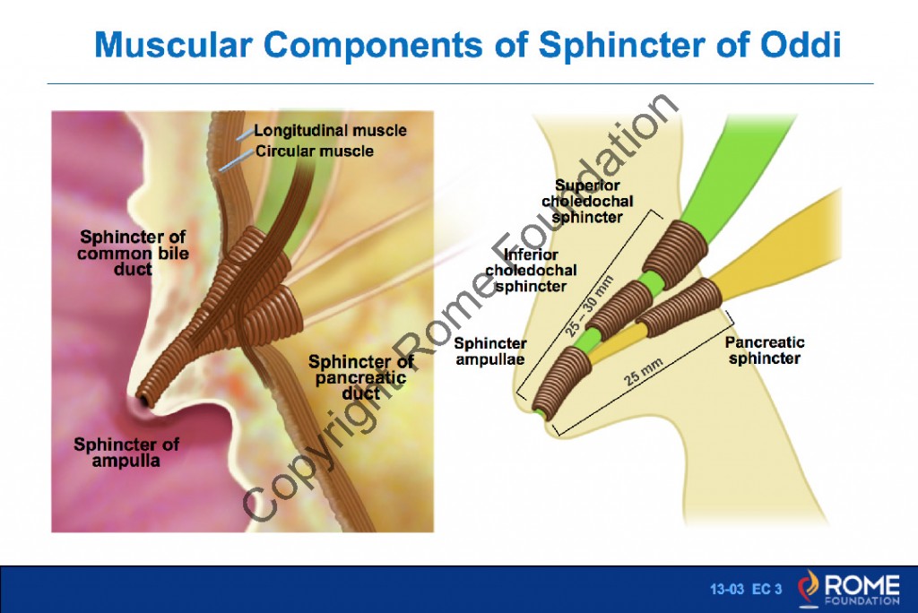 Functional Disorders of the Sphincter Oddi Guideline.